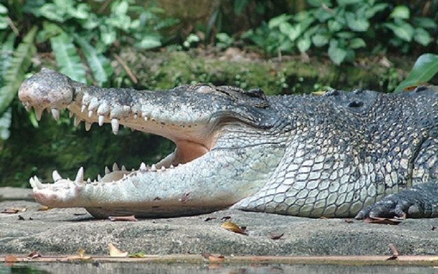 Döbbenetes! Krokodilokkal teli tóba ugrott az öngyilkos nő!