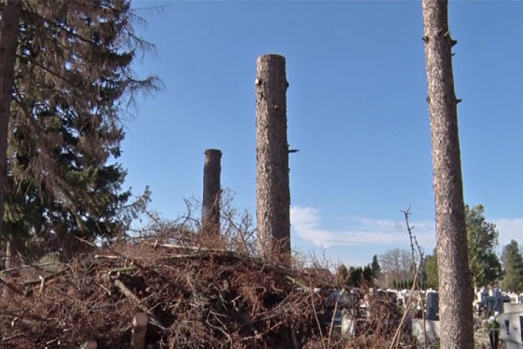 Kivágták az elszáradt fákat az újdombóvári temetőben