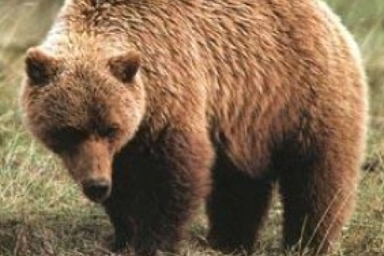 Megtelepedett Nógrádban a barna medve
