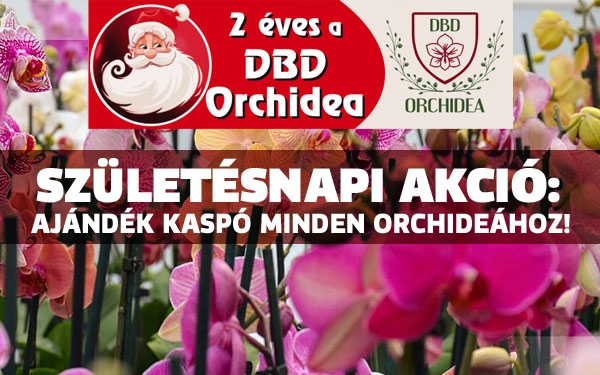 A 2 éves DBD Orchidea születésnapi akcióval várja a vásárlókat.