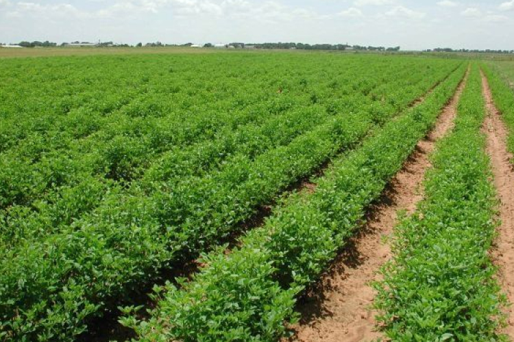 Kedd estétől földet csak a mezőgazdasági igazgatási szerv árverezhet