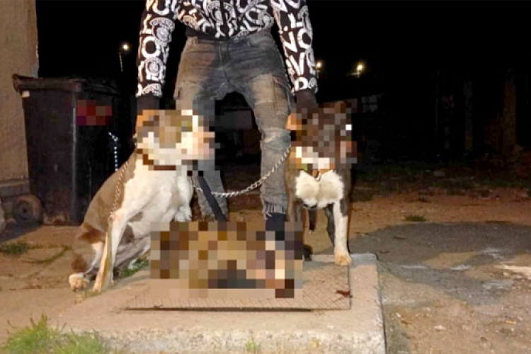 Állatkínzással gyanúsítanak egy dombóvári fiút harci kutyái miatt