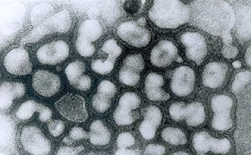 Madárinfluenza - Száz felett a H7N9 vírus fertőzöttjeinek száma Kínában