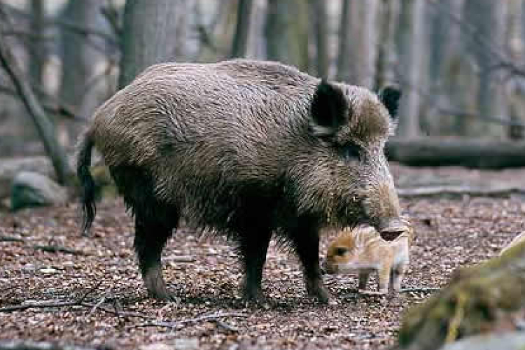 Hiába lövik, mégis sok a vaddisznó