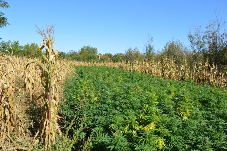 Több mint 1100 tő vadkendert találtak a rendőrök Orosházán