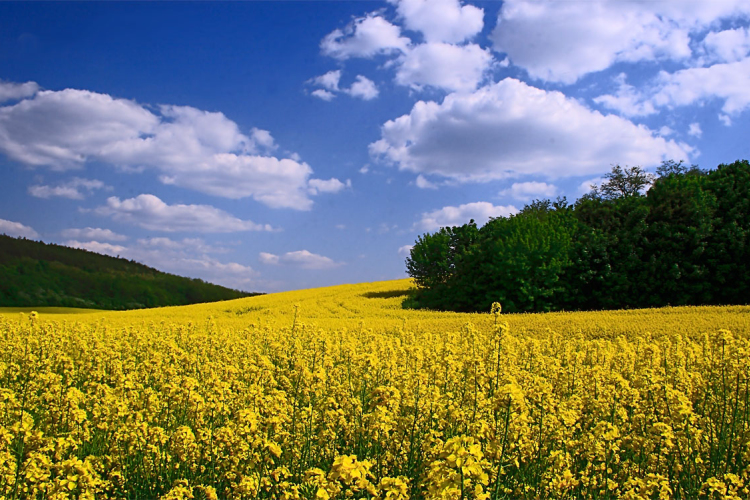 A repce lehet idén a nyerő