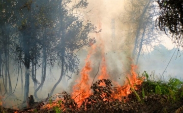 Tilos az erdőkben tüzet gyújtani 