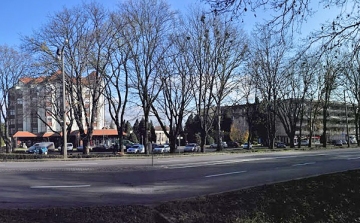 Folytatódik a fák visszavágása a Hunyadi téren