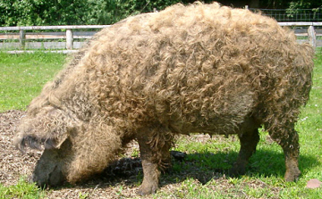 Nemzetközi karrier előtt a mangalica