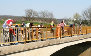 Önkéntesek festették le a Böhm Ferenc hidat