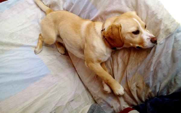 Sűrgősen gazdit keres egy beagle keverék kutya