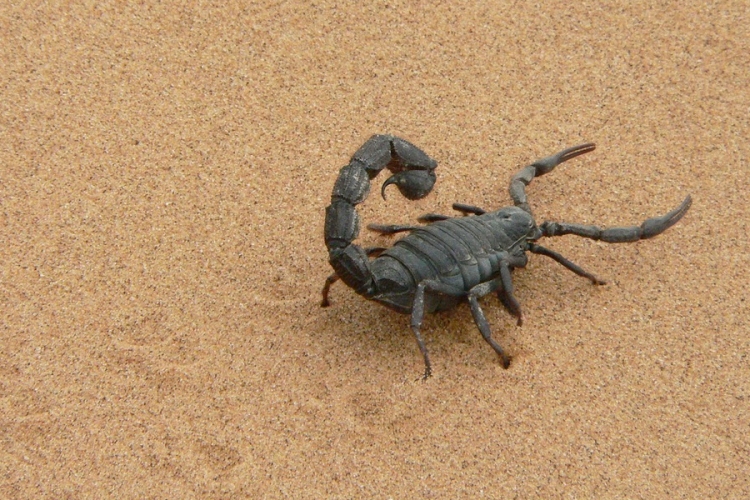 Veszélyes skorpiók szaporodtak el brazil városokban