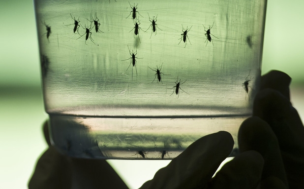 Floridában már szükségállapot van a zikavírus miatt