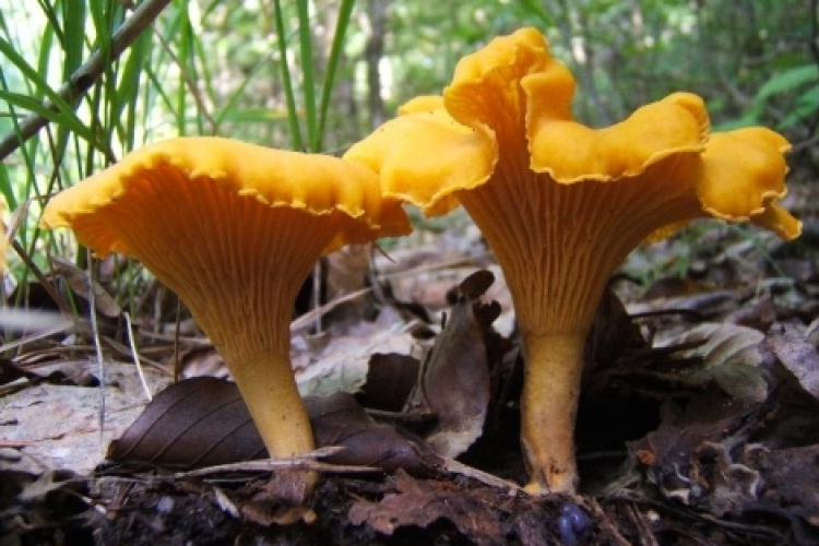 A gombagyűjtés szabályaira figyelmeztet az Északerdő