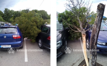 Fa dőlt rá két személyautóra egy bevásárlóközpont parkolójában Dombóváron