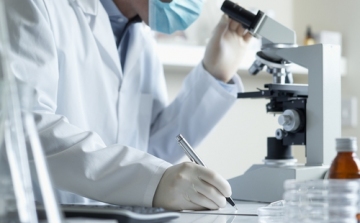 Az eddigi legtöbb emberi sejtet tartalmazó egérembriót hozták létre amerikai kutatók