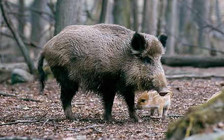 Hiába lövik, mégis sok a vaddisznó