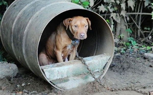 A láncon tartott kutya időzített bomba