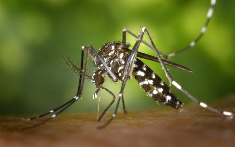 Terjed a chikungunya-vírus Olaszországban 
