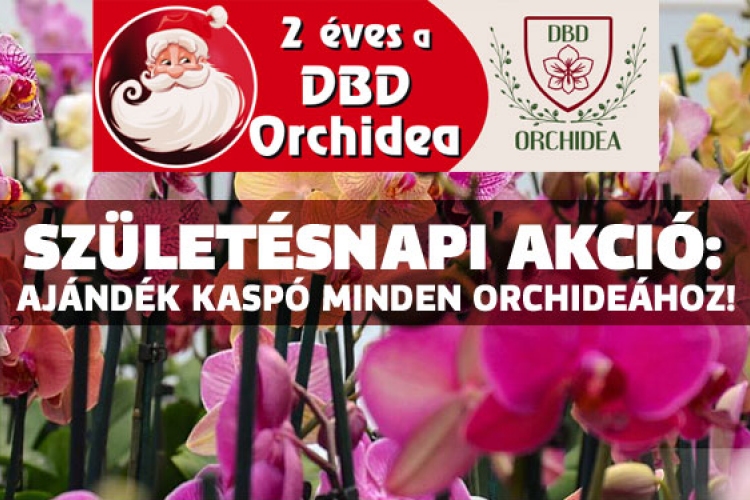 A 2 éves DBD Orchidea születésnapi akcióval várja a vásárlókat.