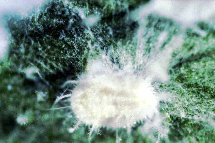 Akár egy nap alatt alkalmazkodhatnak a mikrobák az étrend-változásokhoz