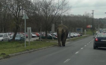 Rendőrségi vizsgálat indult a Zalaegerszegen elszabadult elefánt ügyében