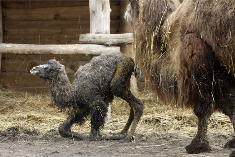 Látogatók előtt született tevecsikó Veszprémben