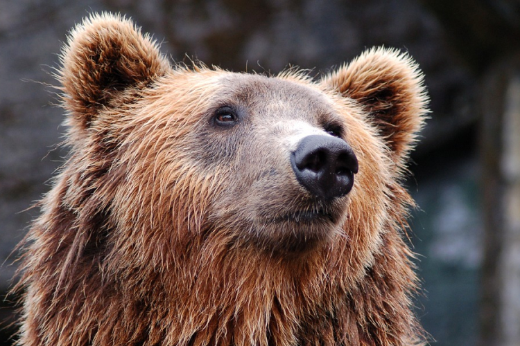 Házakba betörő óriási medvét keresnek Kaliforniában