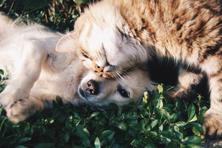 A kutyákhoz és a gyerekekhez hasonlóan a macskák is kialakítanak kötődést gondozóikkal