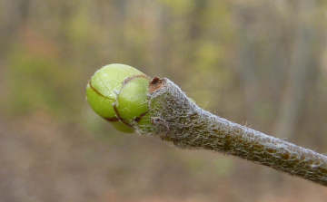 Sokmilliárdos böjtje lehet a téli tavasznak