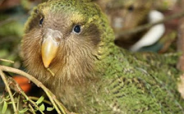 Minden nyolcadik madárfaj a kihalás szélén áll 