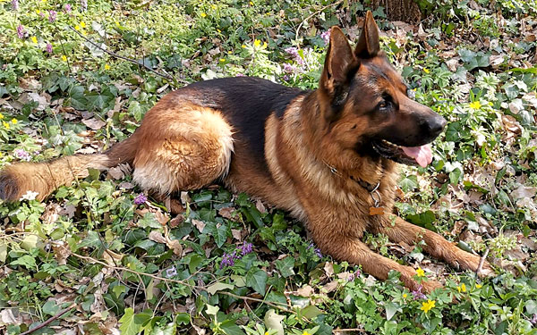 Eltűnt Alfa, a rajzos németjuhász kutya