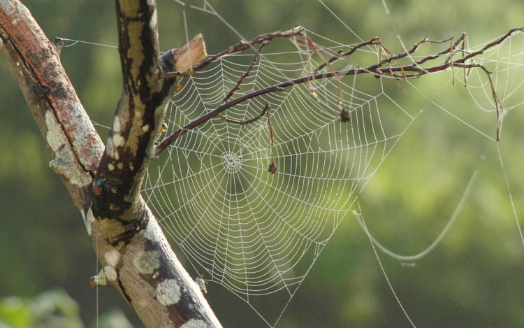 A pókok evolúciójának hiányzó láncszemét fedezték fel egy 100 millió éves borostyánkőben