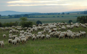 Kiutat keresnek a hazai állattartó gazdaságok