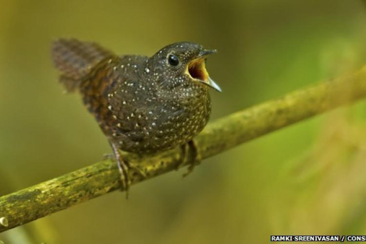 DNS-elemzéssel fedeztek fel egy új madárcsaládot Ázsiában