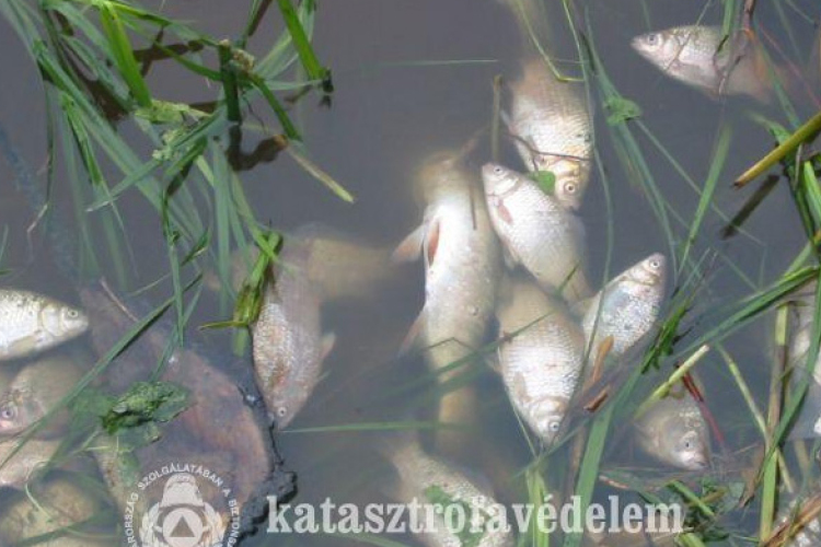 Kölesdnél tart a szennyezési hullám a Kaposon
