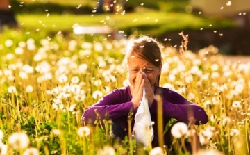 Pollenhelyzet - Csúcsidőszakába ért a parlagfű pollenjének szezonja