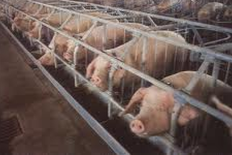 Növelni kell a sertéstenyésztők versenyképességét 