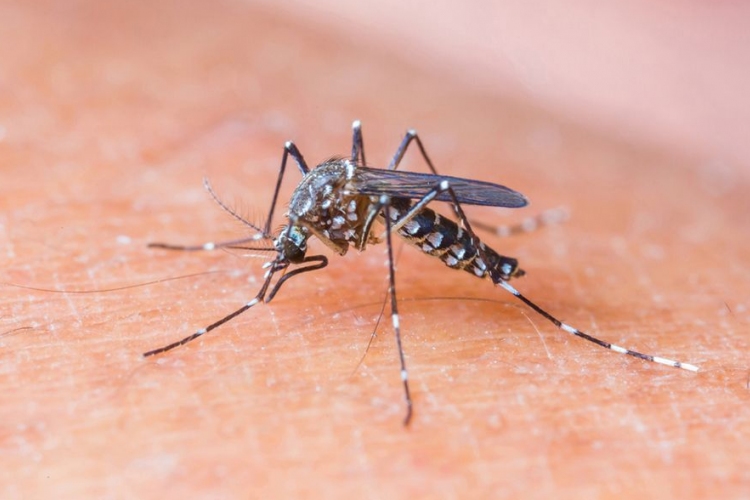 Magyarországon nem kell tartani a Zika-vírus okozta járványtól
