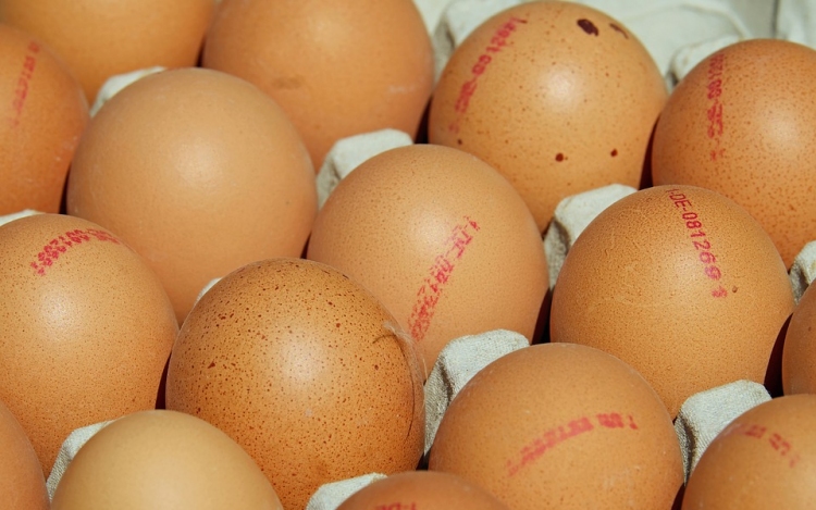 Génszerkesztett tyúk tojásában állítanak elő gyógyszerhatóanyagot
