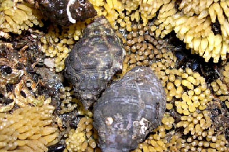 Kihalt egy kagylófaj a fukusimai erőmű környékén