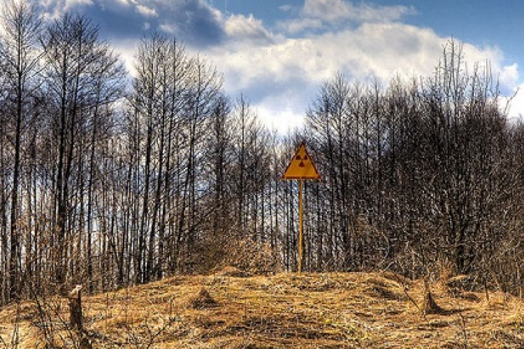 Alig bomlanak le a Csernobil környéki elhalt fák és növények