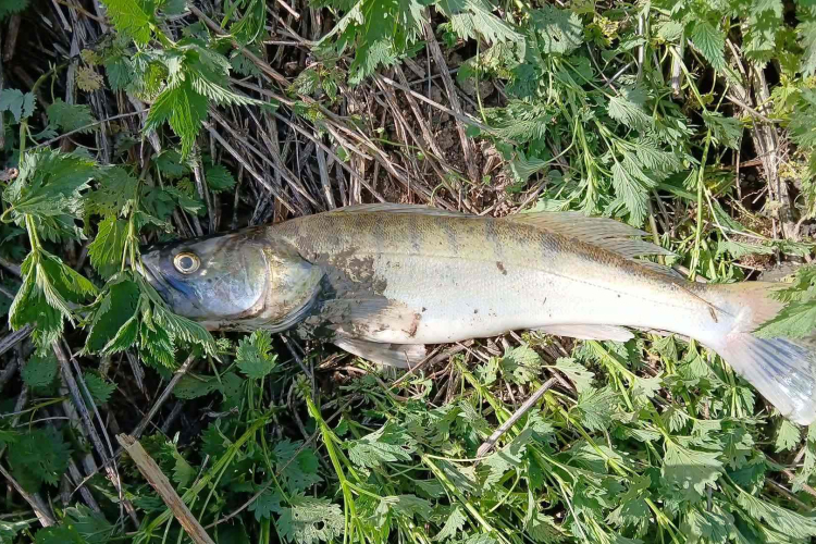 Újabb környezetszennyezés a Kaposon, pusztulnak a halak