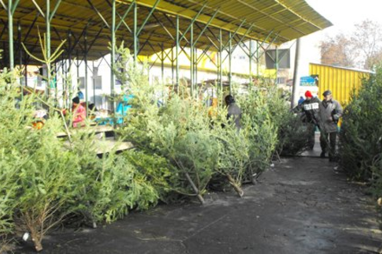 Változatlanok a fenyőfaárak idén