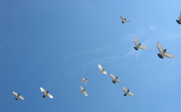 A zaj- és fényszennyezés károsítja a madarak szaporodási képességét