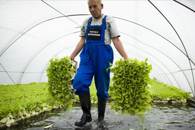 521 éve ismerjük a dohányt