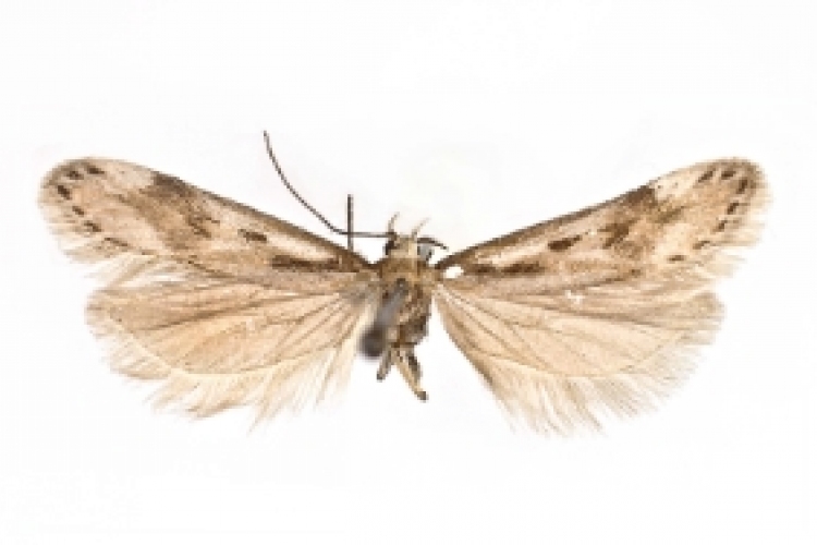 Új pillangófajokat fedeztek fel az olaszországi Dolomitokban