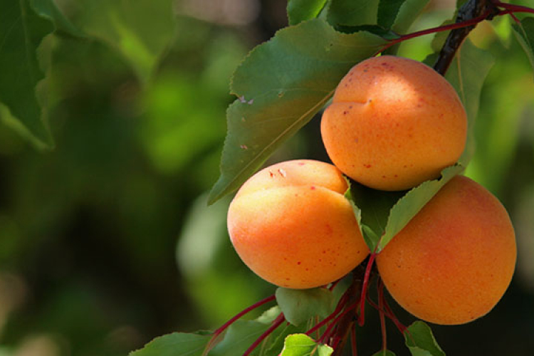 Palackba került az idei Gönci barackpálinka