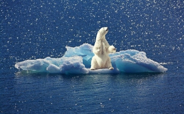 Az északi-sarkvidéki jégveszteség miatt jóval nagyobb energiára van szükségük az állatoknak 