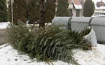 Karácsonyfa begyűjtés Dombóváron